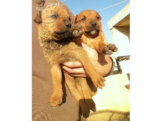 PoulaTo: ΠΩΛΟΥΝΤΑΙ PITBULL ΜΕ ROTTWEILER